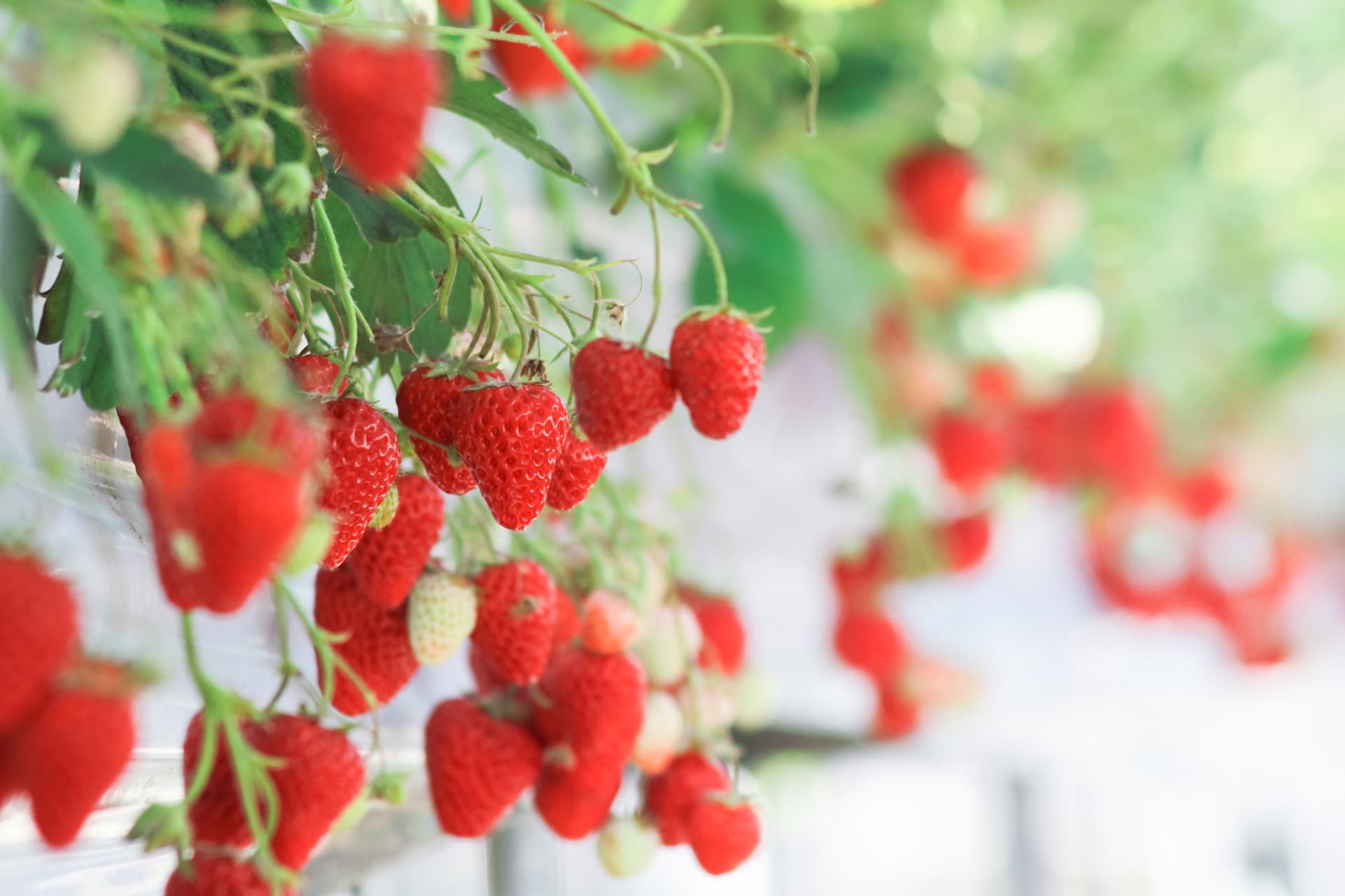 Strawberry Picking, Vivaldi Park, and Eobi Ice Valley Full-Day Tour from Seoul - image 6